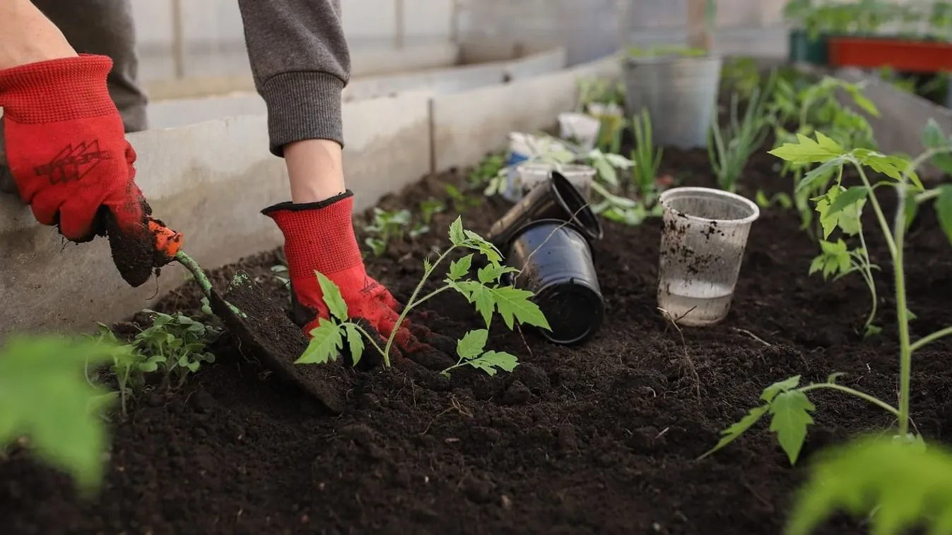 Ezt tedd a paradicsompalánta alá az ültetőgödörbe és csodálatos lesz a termés