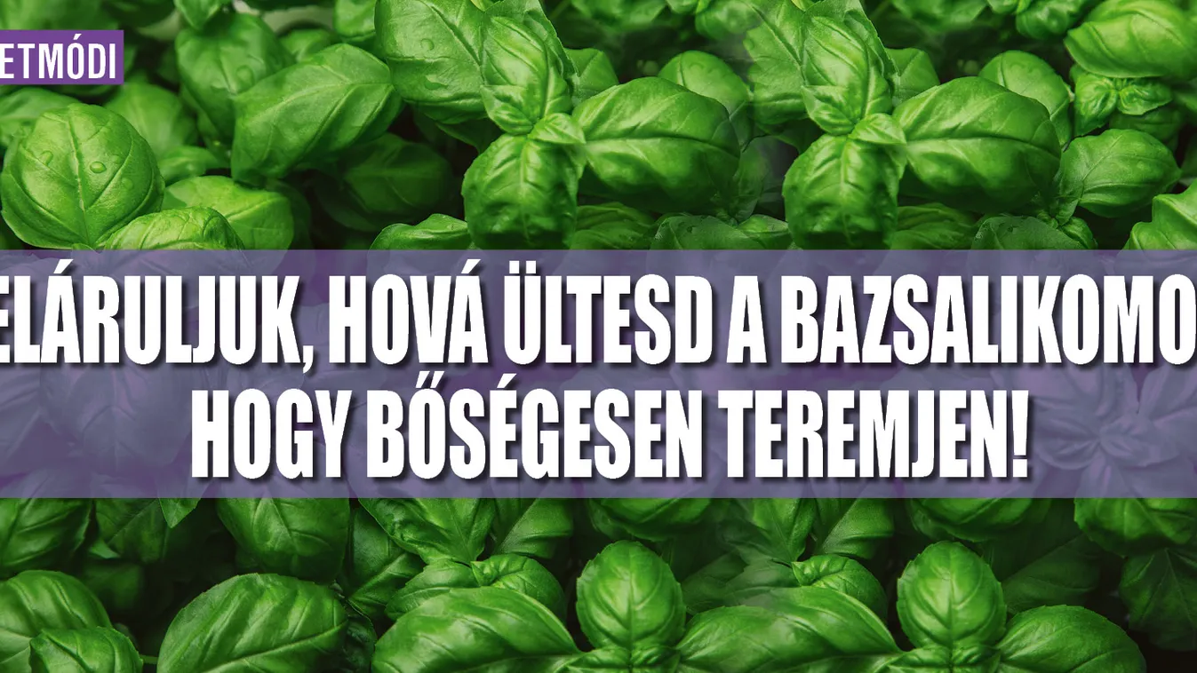 Hova ültesd a bazsalikomot, hogy bőségesen teremjen?