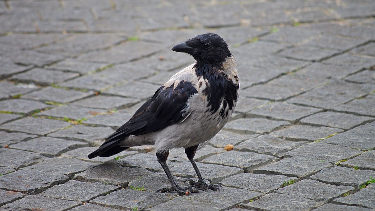 Ezek a varjak nem viccelnek: rátámadtak egy pesti nőre a fiókáik védelmében