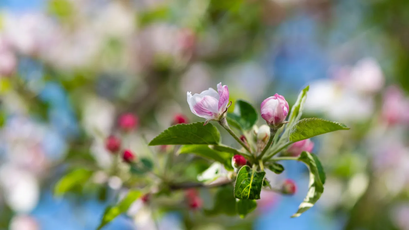 Ilyen időre számíthatunk a héten
