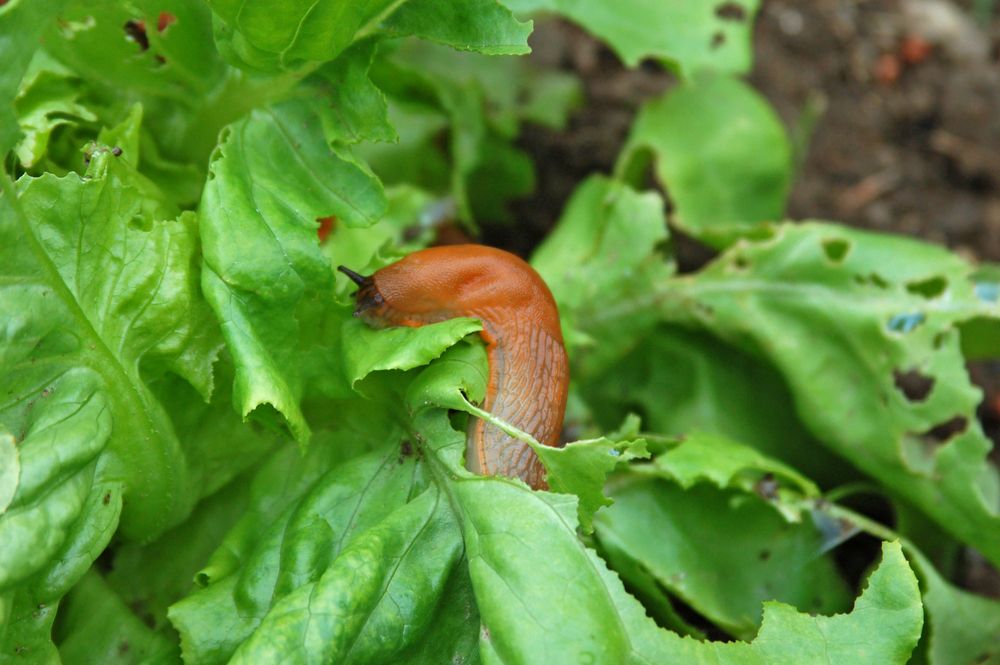Snail,Destroy,The,Garden,Salad