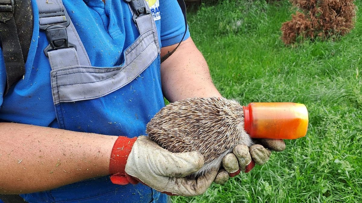 Mécses szorult egy süni fejére a csömöri temetőben - fotó