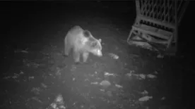 "Nem merem kint hagyni a szemetet sem" - tartanak a környékbeliek a bocsával Bükkben kószáló anyamedvétől