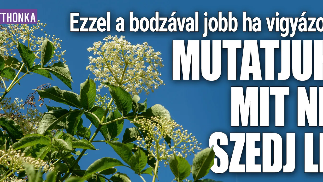 Ezzel a bodzával jobb, ha vigyázol