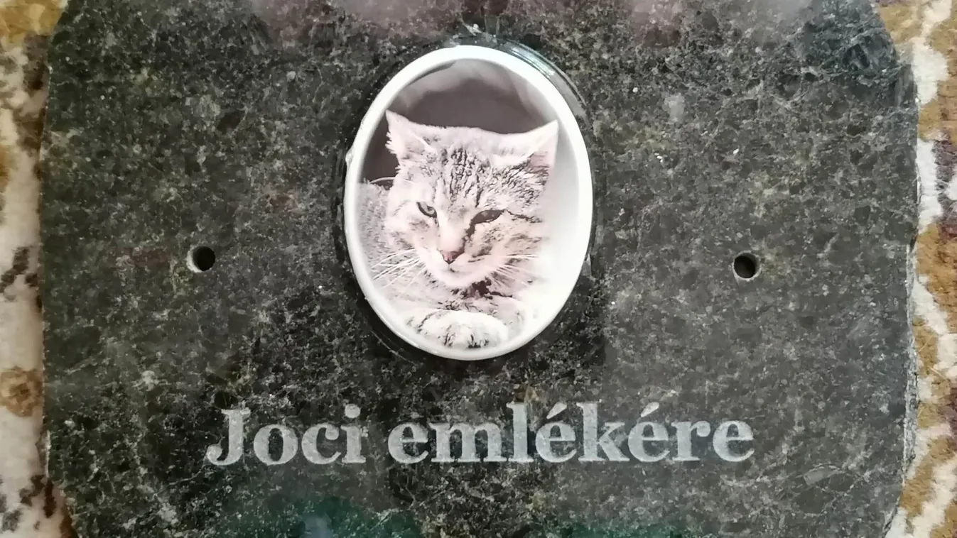 Emléktáblát kapott Joci, a cica Csongrádon