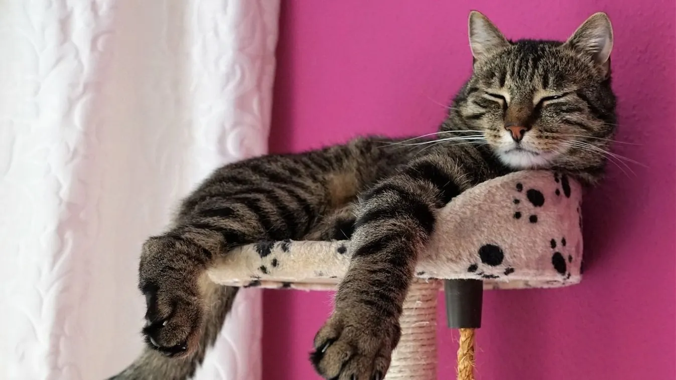 Macskatápokat teszteltek, ez lett a legjobb