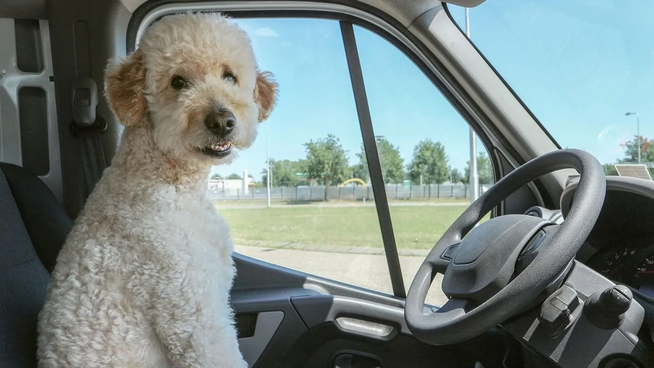 Nem én vezettem, hanem a kutyám! – védekezett a részeg sofőr