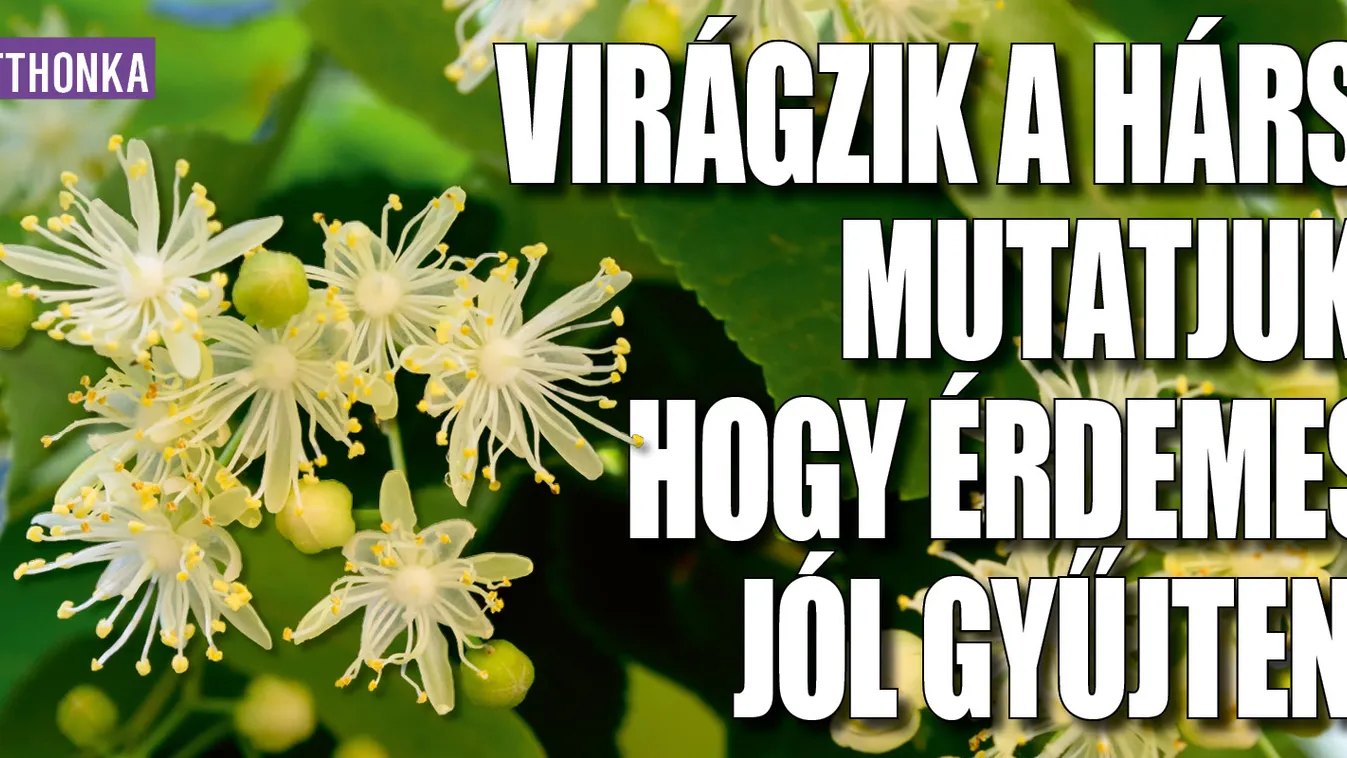 Virágzik a hárs, mutatjuk, hogy érdemes jól gyűjteni