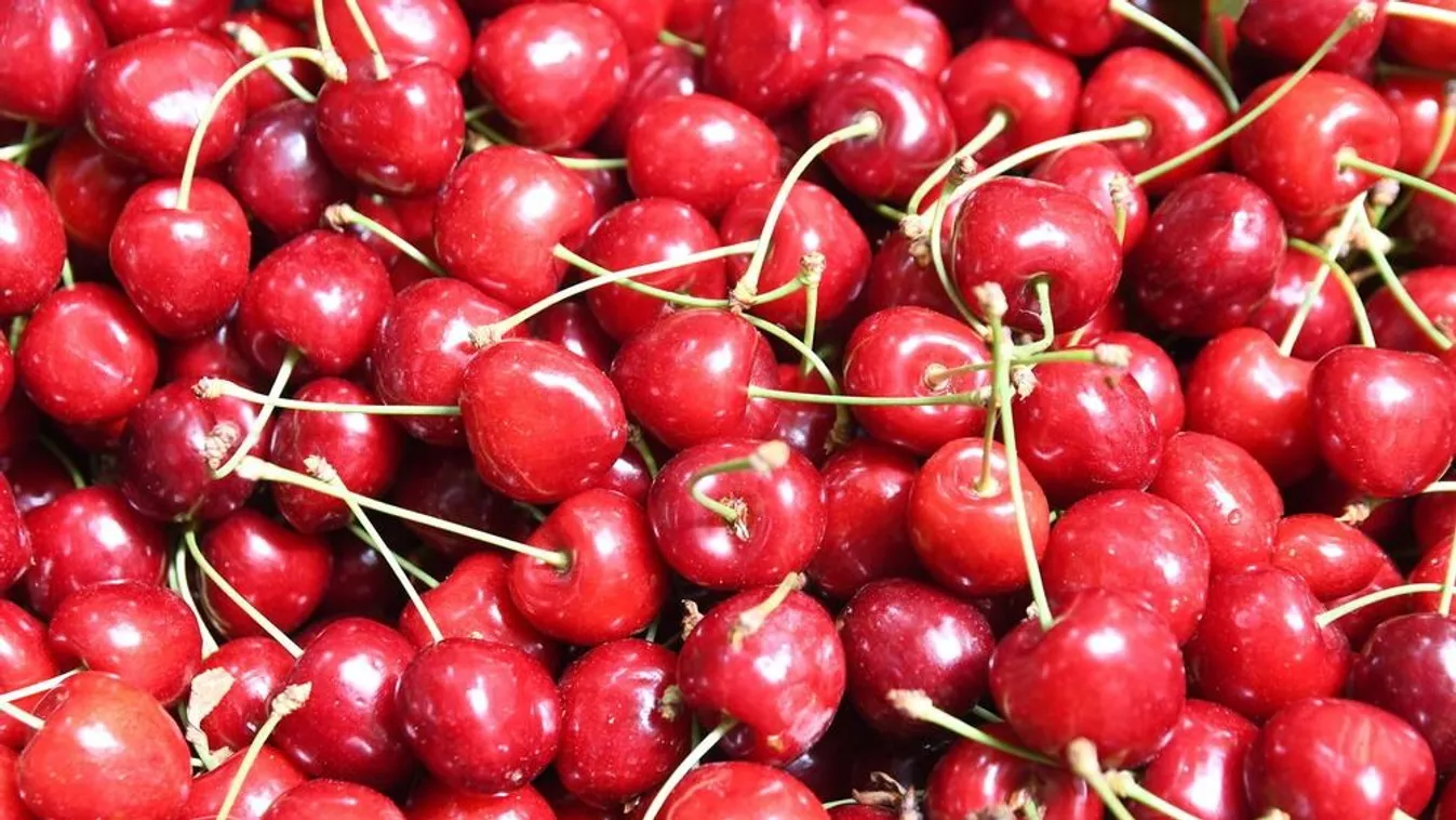 Ennyiért kapható a cseresznye, indul a szedd magad akció