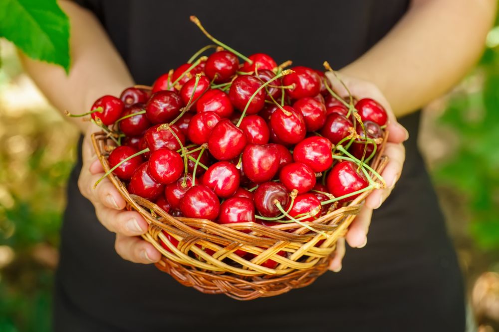 Hands,Holding,Wicker,Basket,With,Fresh,Ripe,Berries