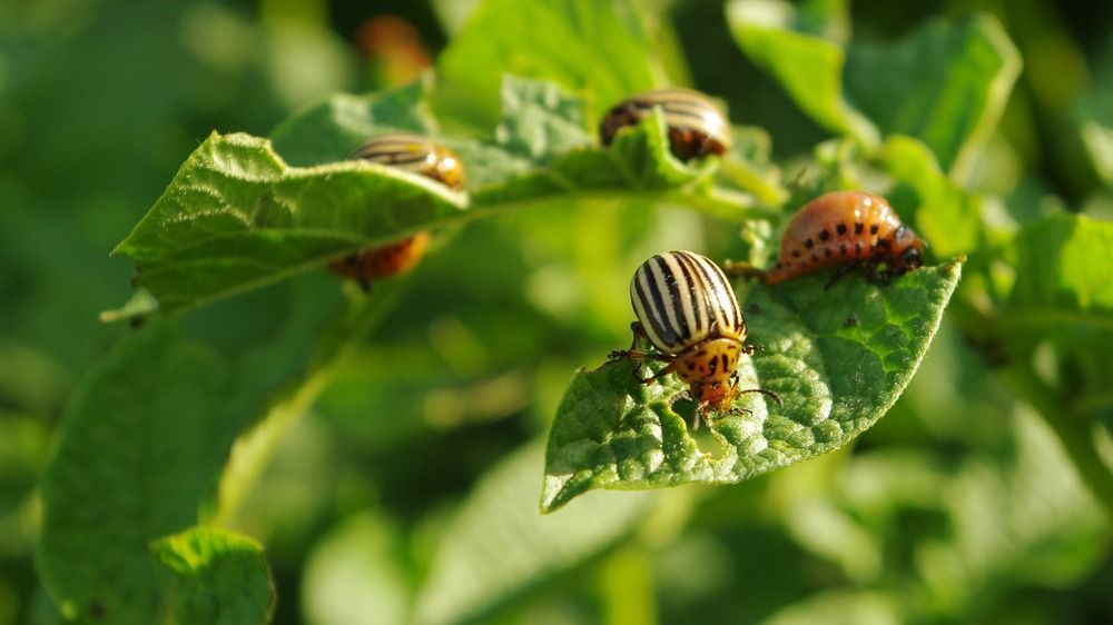Colorado,Beetle,On,Potato,Leaf