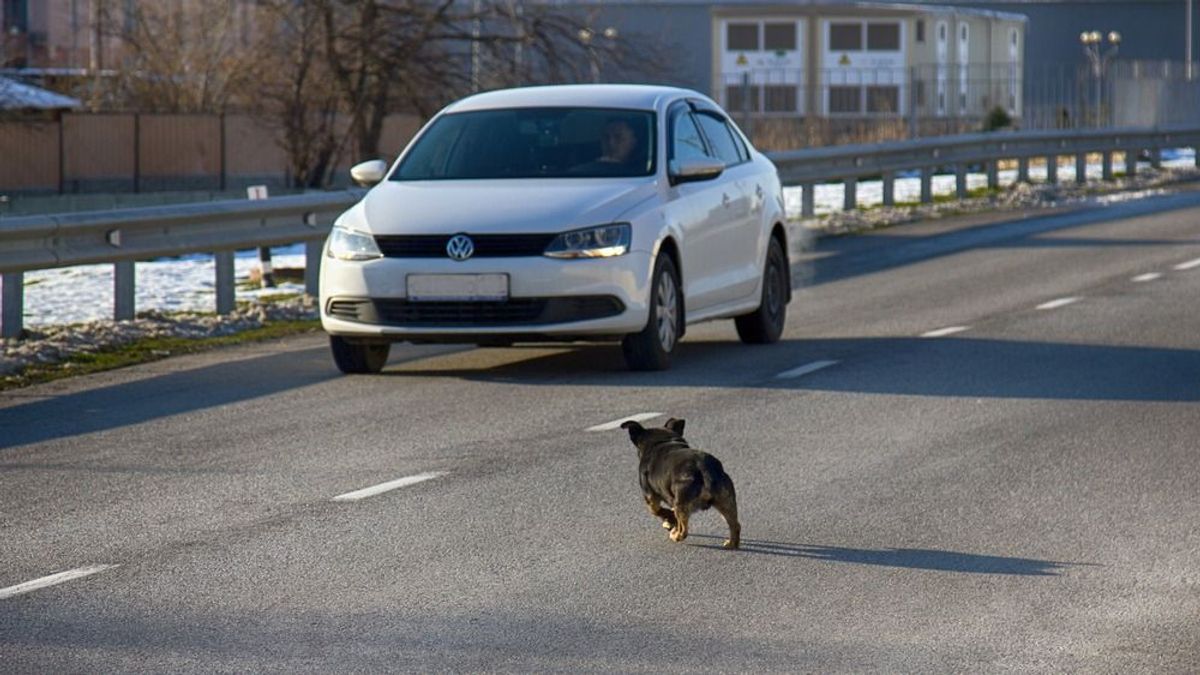 Soha ne próbálj meg autópályánál állatot befogni, mert könnyen tömegszerencsétlenséget okozhatsz