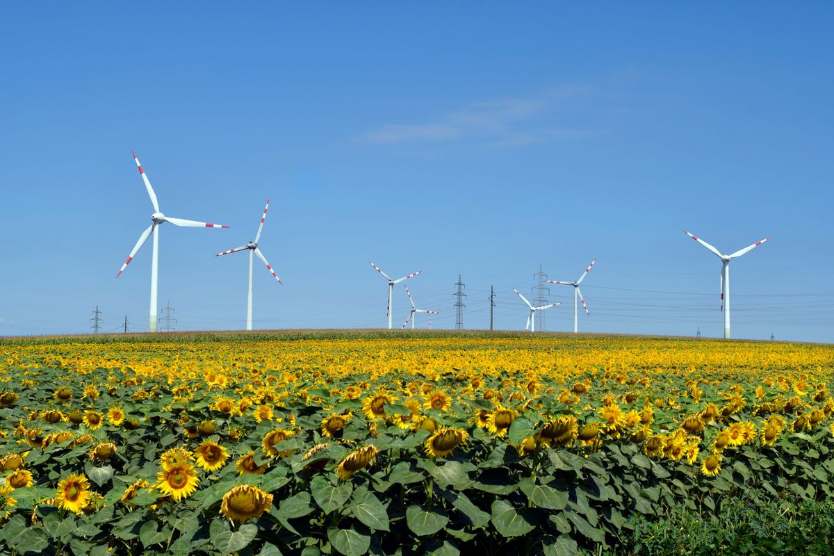 Austria,,Wind,Turbines,In,Sunflower,Field,,An,Alternative,To,Environmental