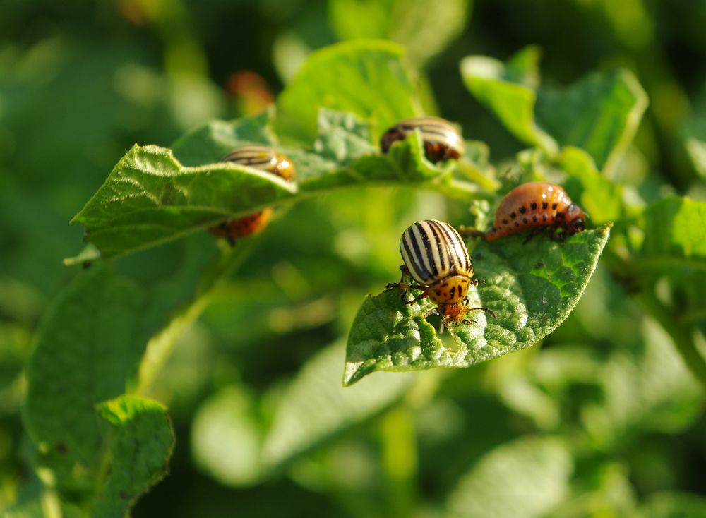 Colorado,Beetle,On,Potato,Leaf