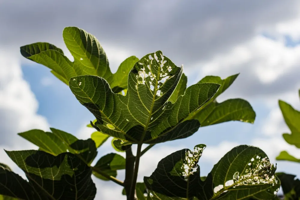 Fig,Leaves,With,Holes,Caused,By,Caterpillars,Eating,Up,Bulk