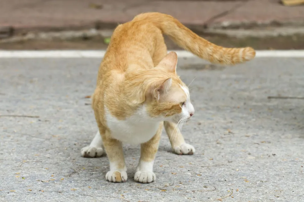 Cat,White,And,Yellow,Are,Waiting,Or,Looking,Cute