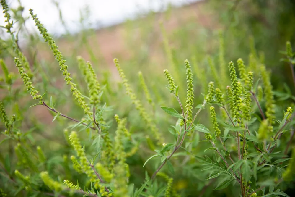 parlagfű, parlagfüves terület, parlagfű bejelentés