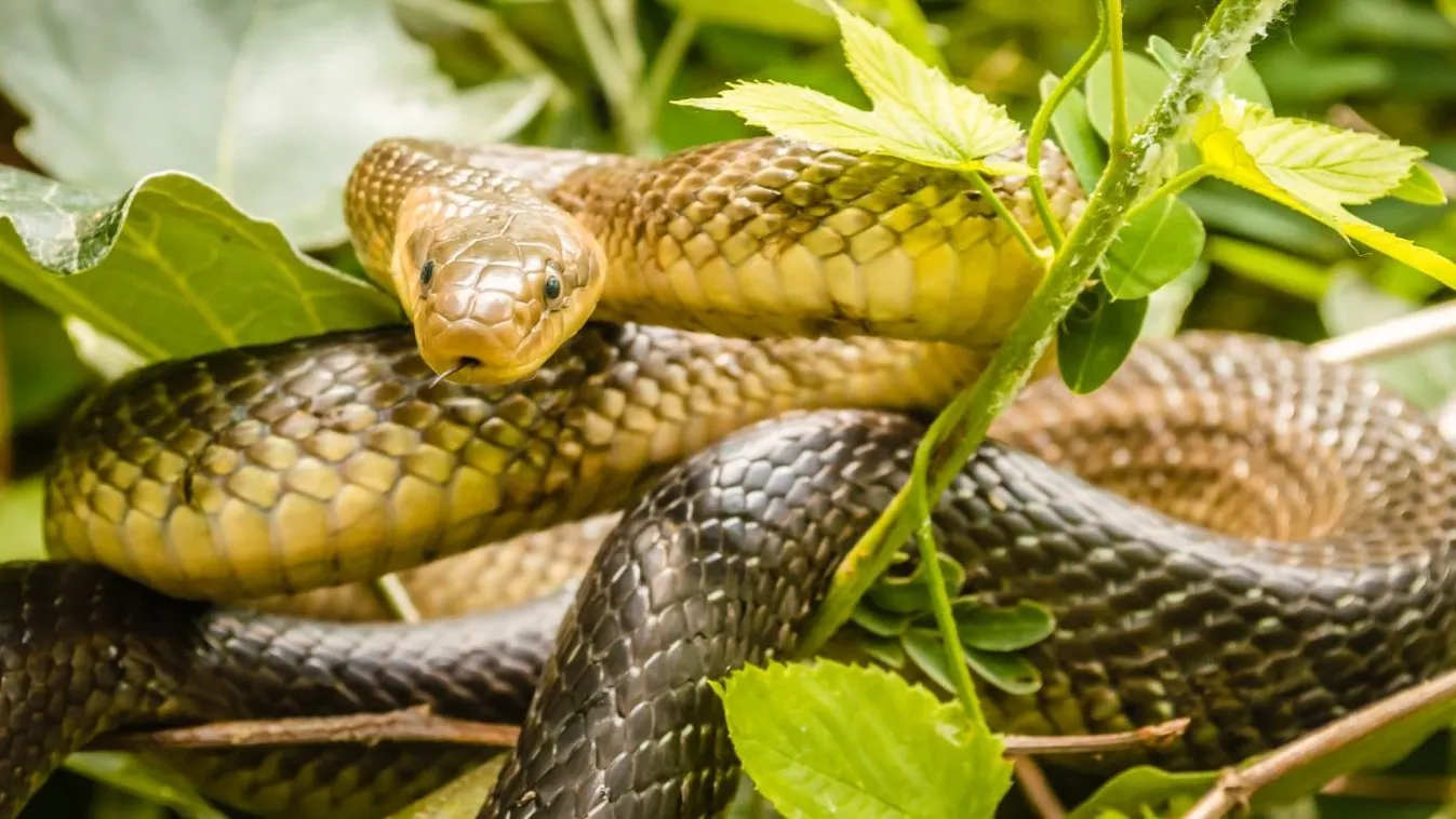 Szerelmeskedő kígyókat kaptak lencsevégre a Mecsekben: Videó