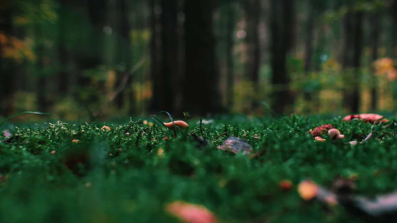 Nem hiszed el, mire bukkant az erdőben egy nógrádi nyugdíjas