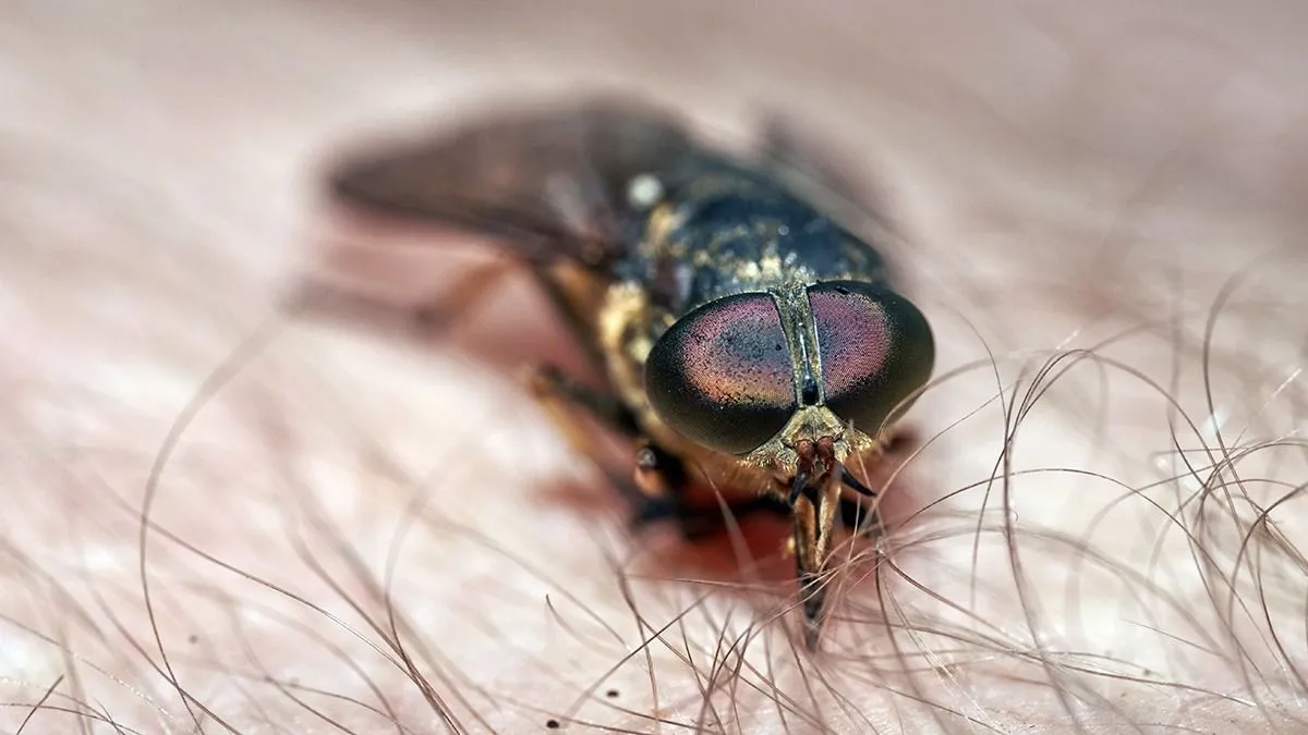 Pale,Giant,Horse-fly,(tabanus,Bovinus),On,The,Human,Skin.,Painful