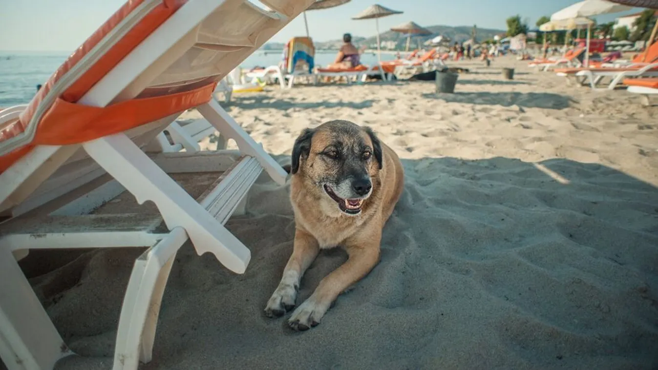 Körkép: sok kutyás strand van az országban
