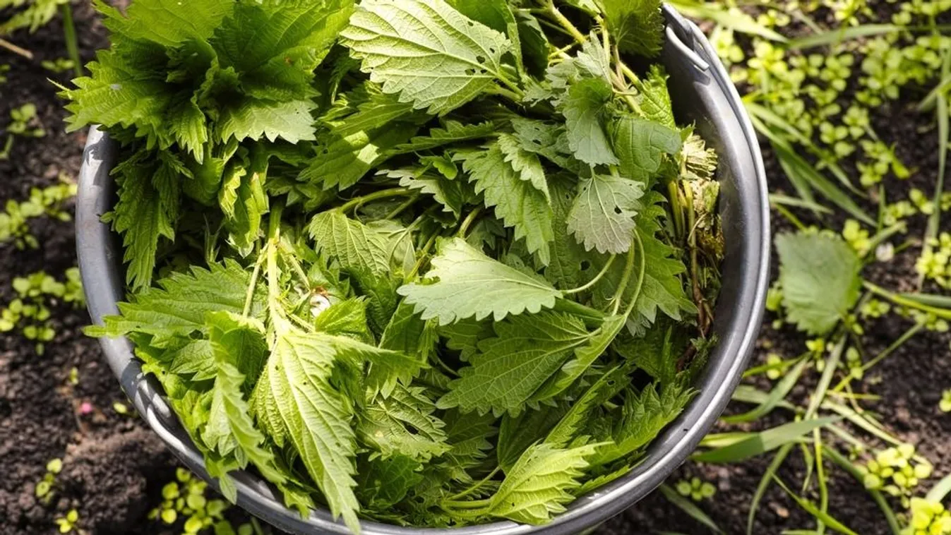 Így segít a csalán levele a kertben, zseniális ez a trükk