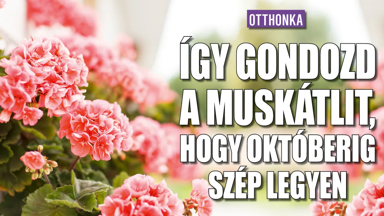 Kókad a muskátlid? Így gondozd, hogy októberig szép legyen