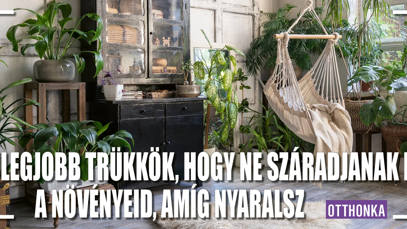 Trükkök, hogy ne száradjanak el a növényeid, míg nyaralsz