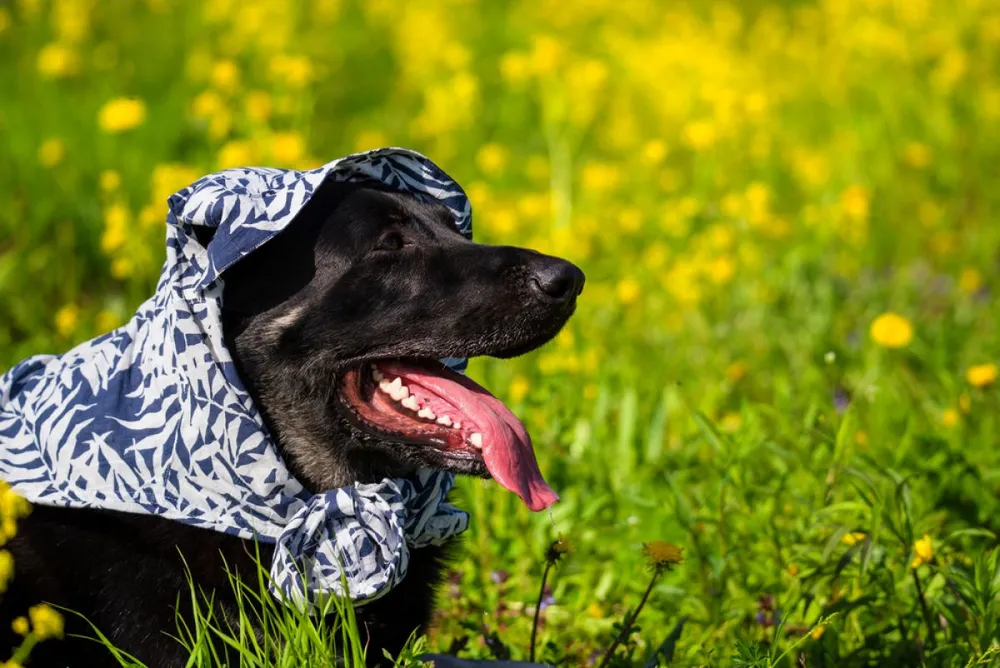 On,The,Head,Of,The,Black,Shepherd,Put,A,Dress