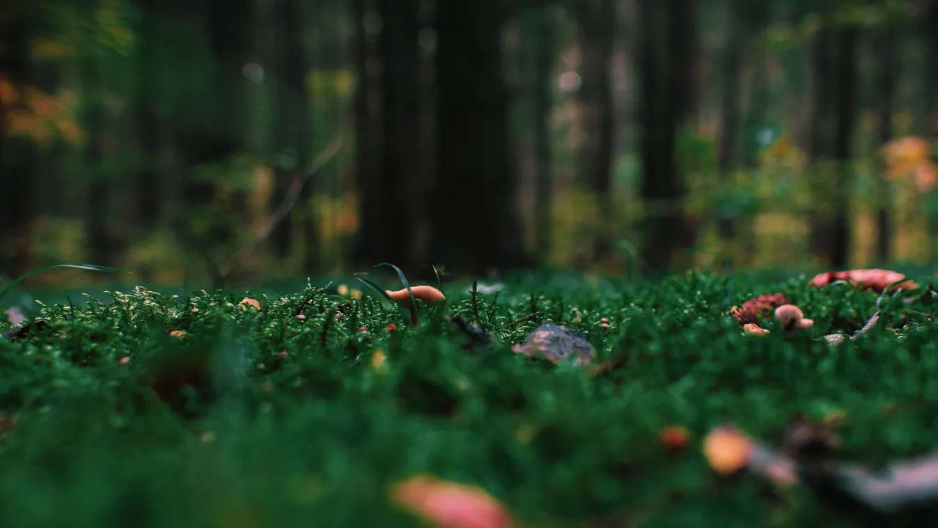 Erdőben találták meg a januárban eltűnt orvost