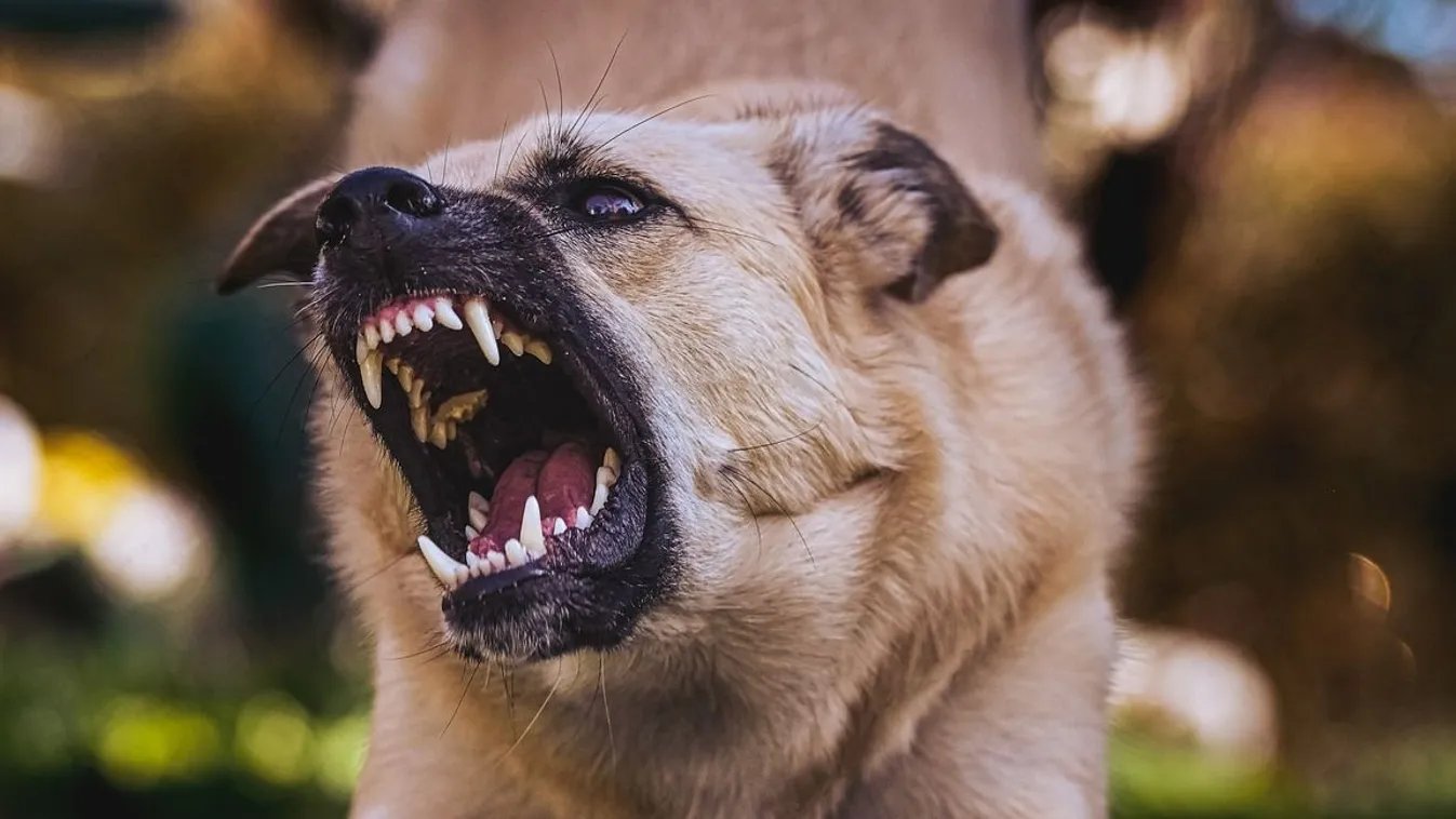 Halálra marcangolta a nagyit a család kutyája