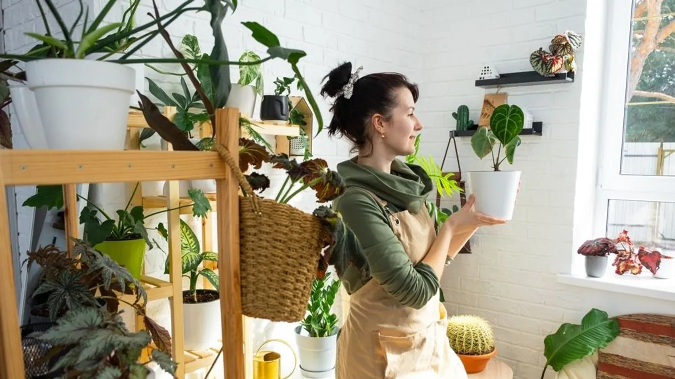 Trükkök, hogy ne száradjanak el a növényeid, míg nyaralsz