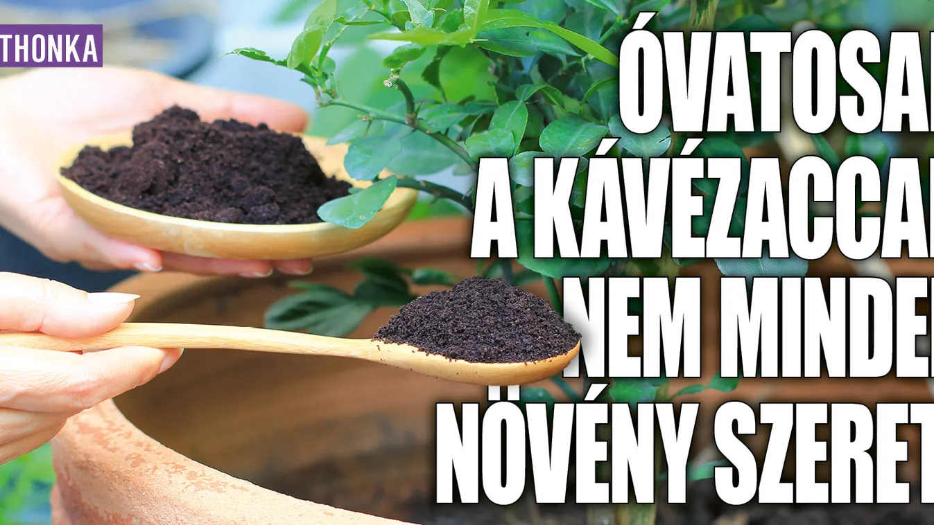 Óvatosan a kávézaccal, nem minden növény szereti