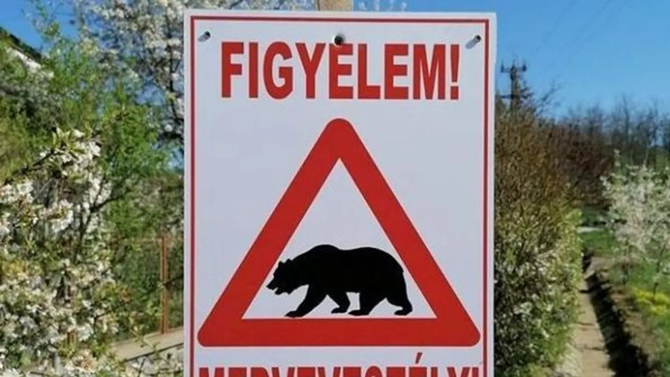 Medveveszély Sirokon: hajnalban és este ne menjünk az erdőbe