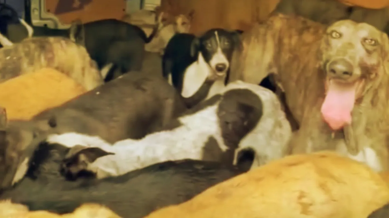 62 kutya elaltatására készülnek, te is megmenthetsz párat