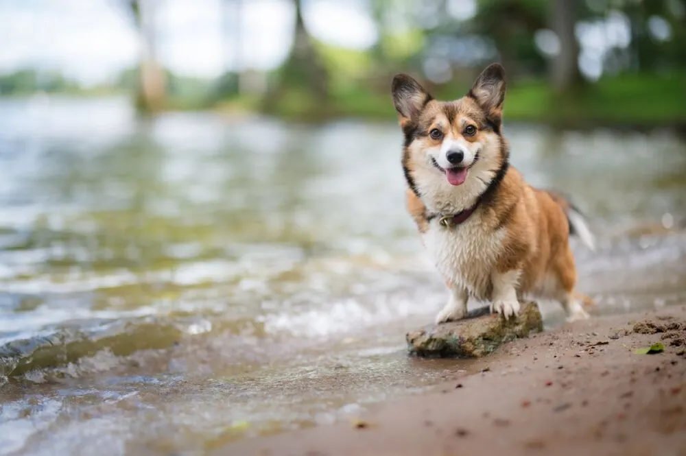 kutya, vízpart, kutyás strand, corgi