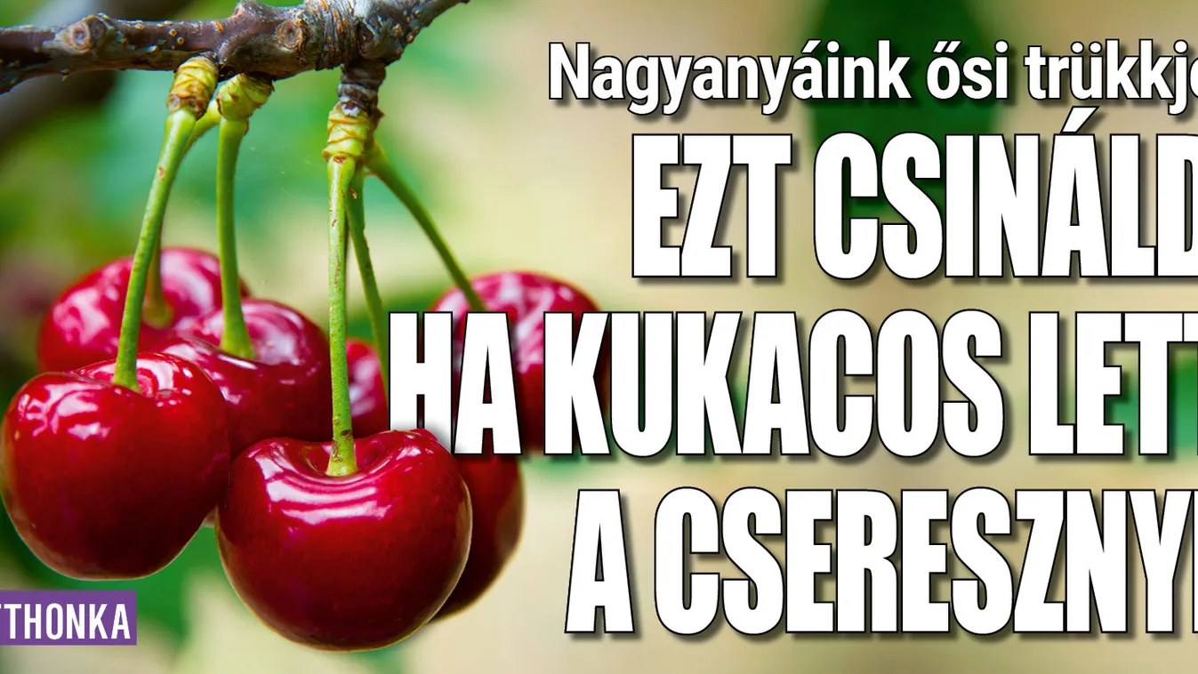 Nagyanyáink trükkje: Ezt csináld, ha kukacos a cseresznye