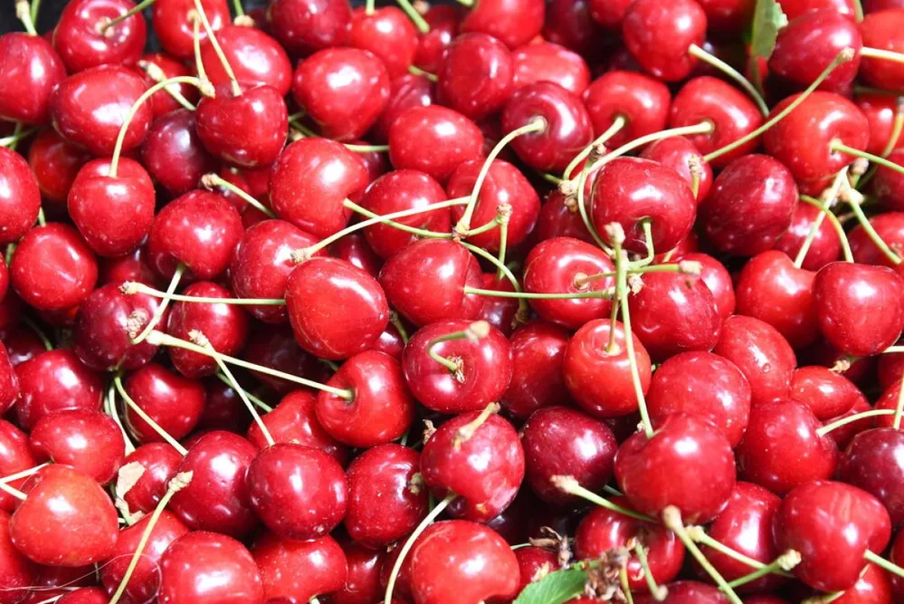 cseresznye, cseresznyeszezon