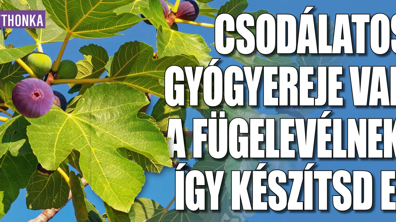 Csodálatos gyógyereje van a fügelevélnek, így készítsd el