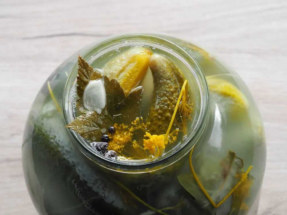 Tasty,Salt,Cucumbers,With,Herbs,And,Muddy,Brine,In,A