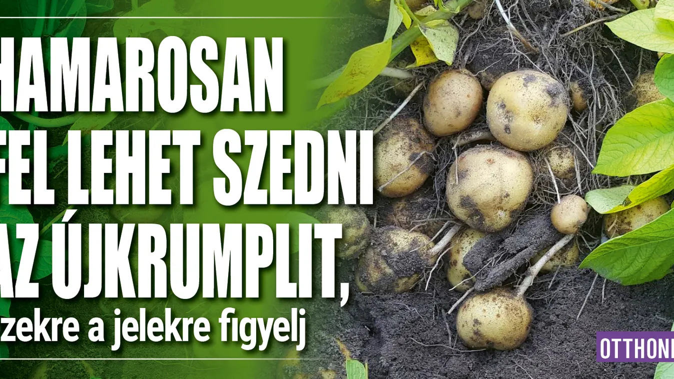 Hamarosan fel lehet szedni az újkrumplit, erre figyelj
