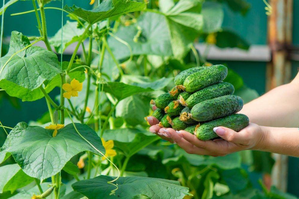 Freshly,Picked,Cucumbers,In,Hands.,Selective,Focus.,Nature