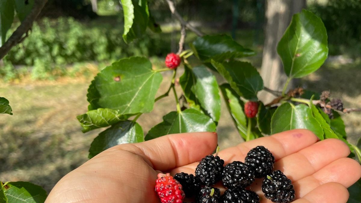 Most érik ez a rég elfeledett magyar gyümölcs, nagyanyáink vitaminja