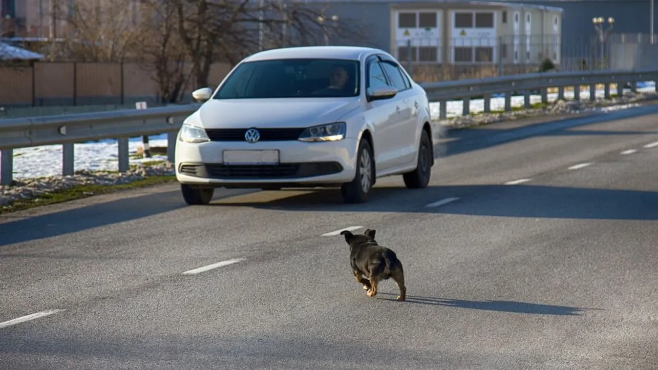 Soha ne próbálj meg autópályánál állatot befogni