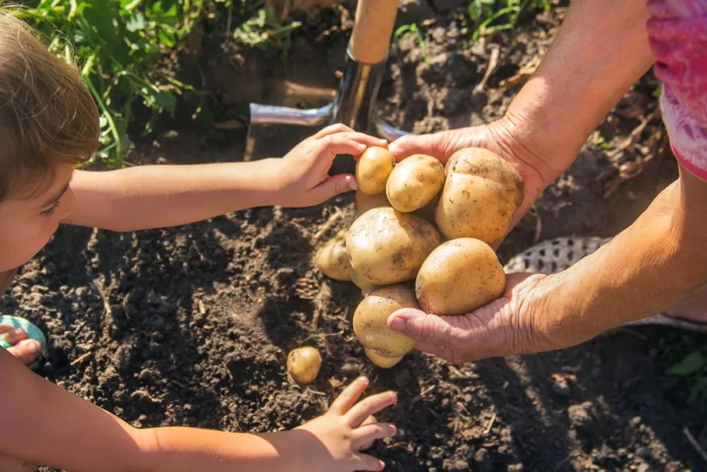 A,Child,With,A,Grandmother,Collect,A,Potato,Crop.,Selective