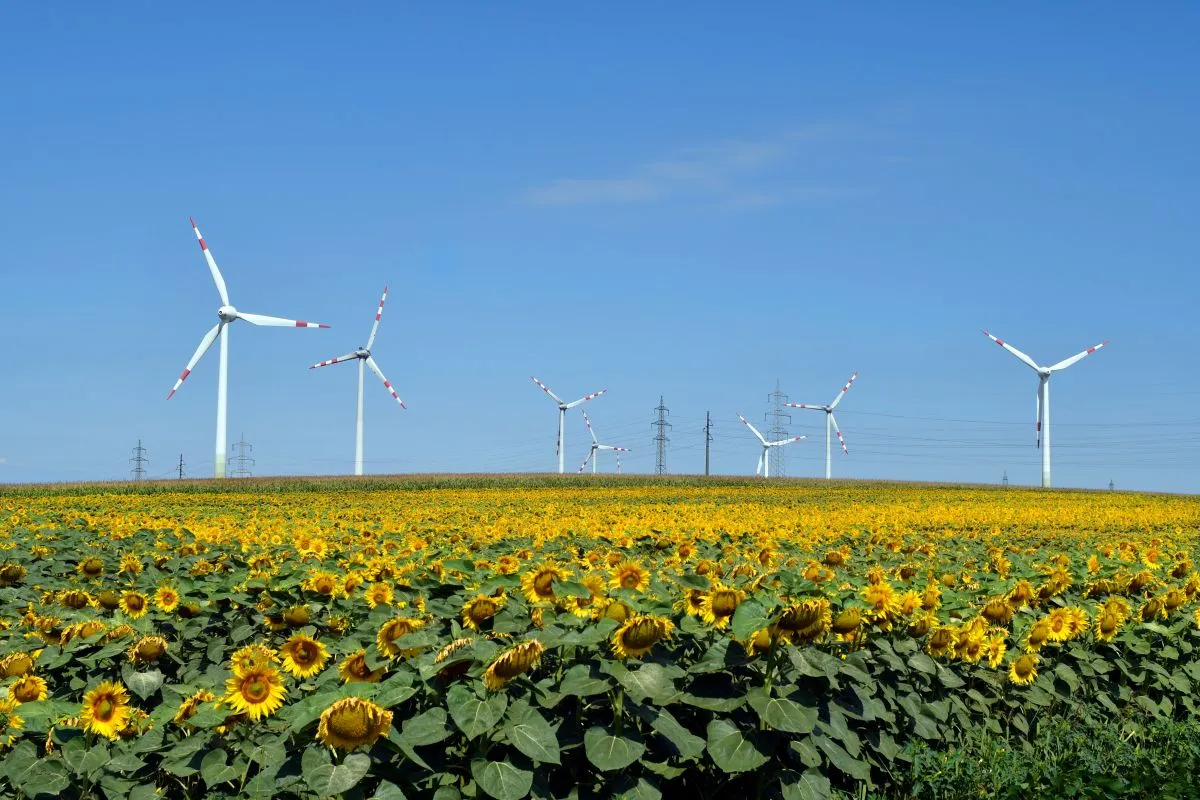 Austria,,Wind,Turbines,In,Sunflower,Field,,An,Alternative,To,Environmental