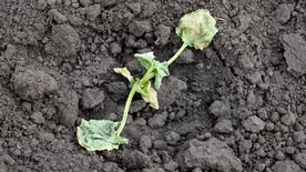 Ezt a trükköt vesd be, ha lótetű pusztítja a palántaidat