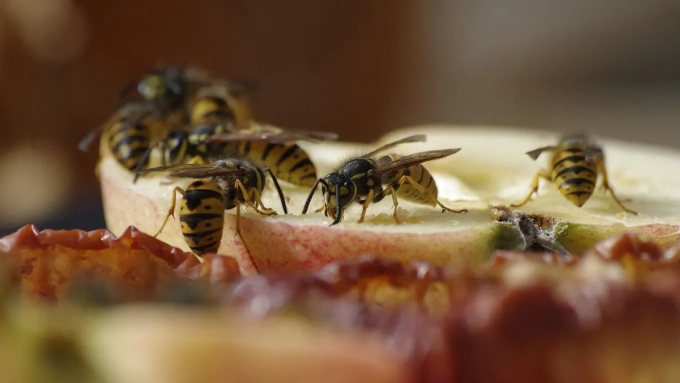 Ezt kell tenned azonnal, ha megcsípett a darázs