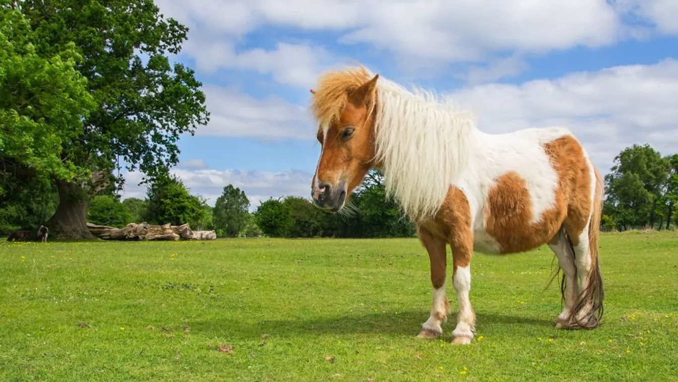 Nappal, a nyílt utcán végeztek ki egy kutyát Cegléden
