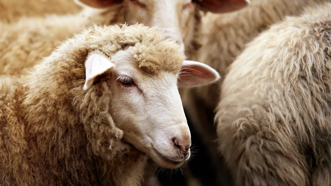 Véres mészárlást akadályoztak meg Nizzában